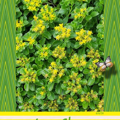 June Glory