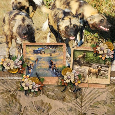 The Pack