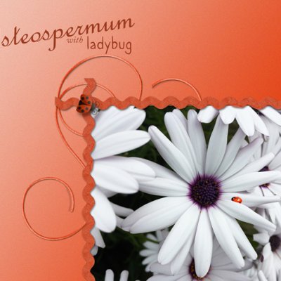 Osteospermum with Ladybug