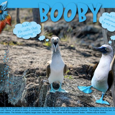 BOOBY