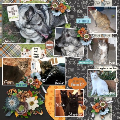 Our Pets