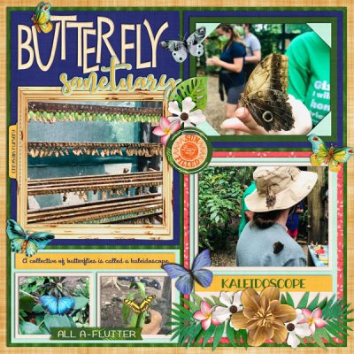 Belize Butterfly Sanctuary