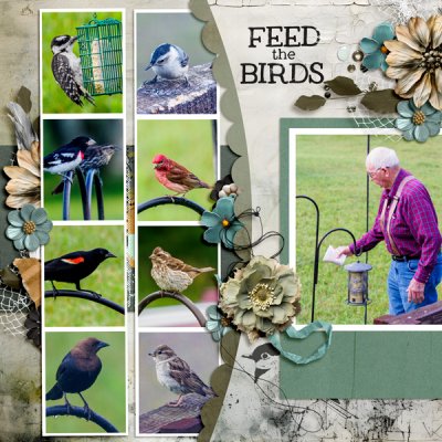 Feed the Birds