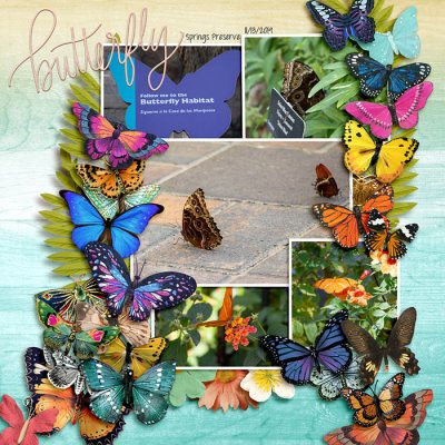 Butterfly Habitat