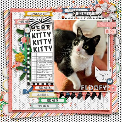 Here Kitty Kitty Kitty