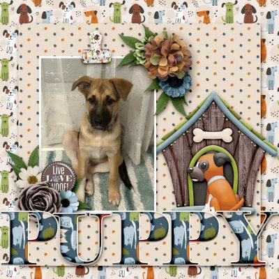 PUPPY