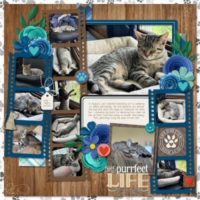 The Purrfect Life