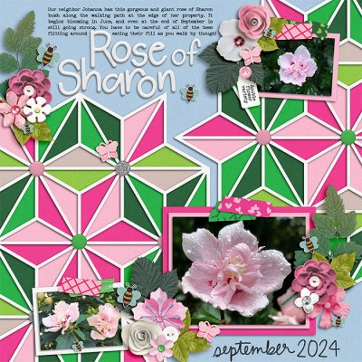 Rose of Sharon