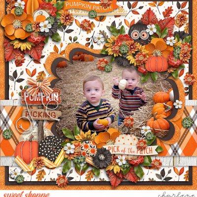 Pumpkin Picking