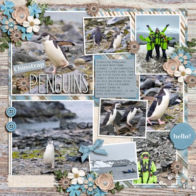 Chinstrap Penguins