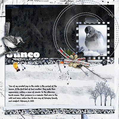 Junco