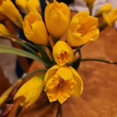 2/9 daffodils