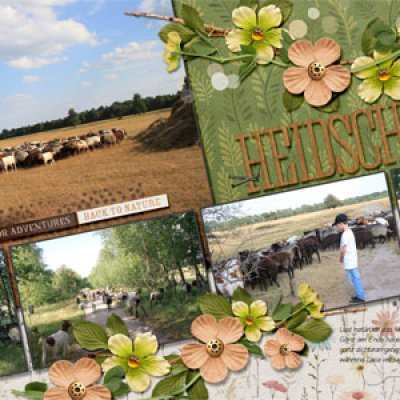 Heidschnucken