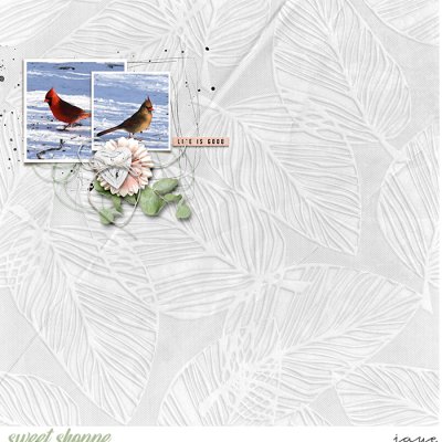 Northern Cardinal Pair