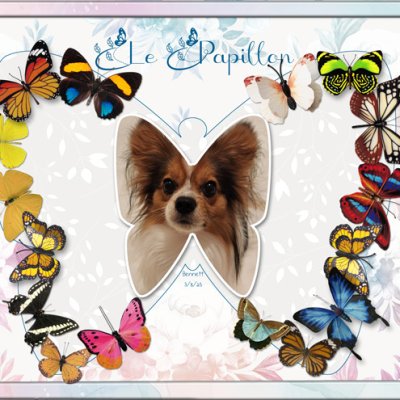 Le Papillon