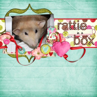 Rattie in a Box