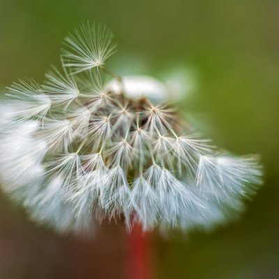 Macro: Dandelion
