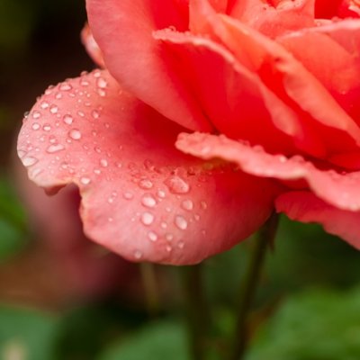 Macro: Dew on a Rose Petal