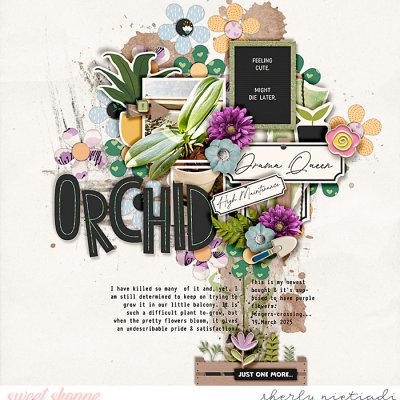 orchid