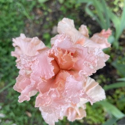 Iris