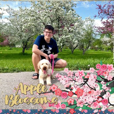 Apple Blossoms
