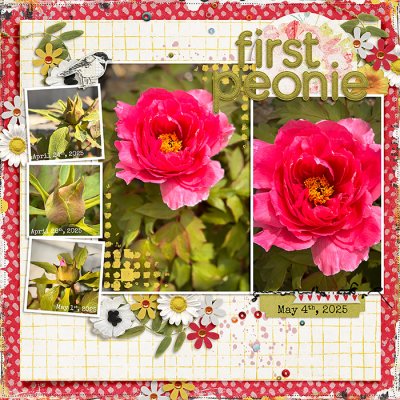 First Peonie