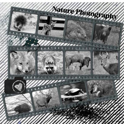 Nature Photography