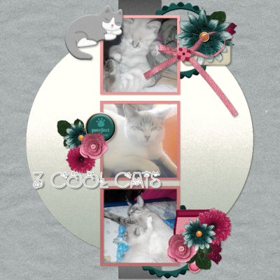 3 cool cats