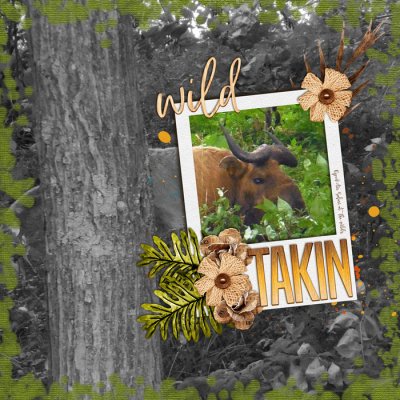 Takin at The Wilds