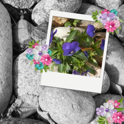 Pansies