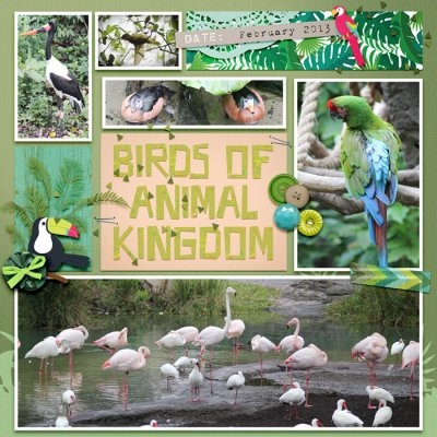 Birds of Animal Kingdom