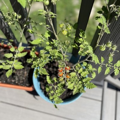 High Angle: Tomatoes