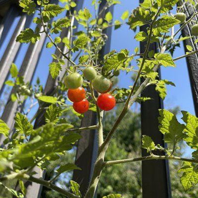 Low Angle: Tomatoes