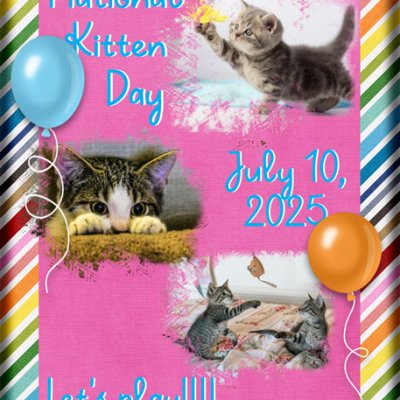 ATC 2025-065 National Kitten Day