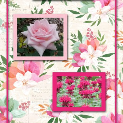 SWITZERLAND - Flower Power