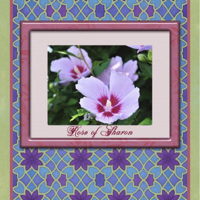 Rose of Sharon