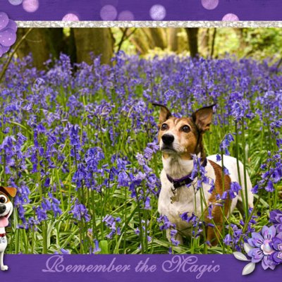 PROVENCE - Remember the Magic