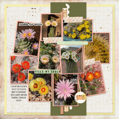 Blooming-Desert