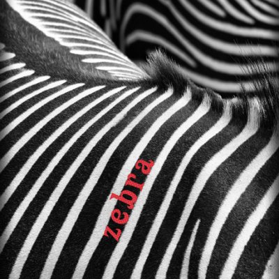 Zebra