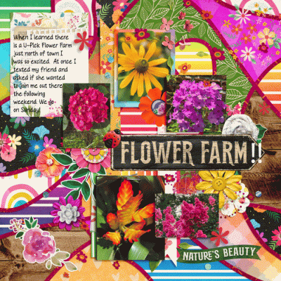 The Daisy Farm