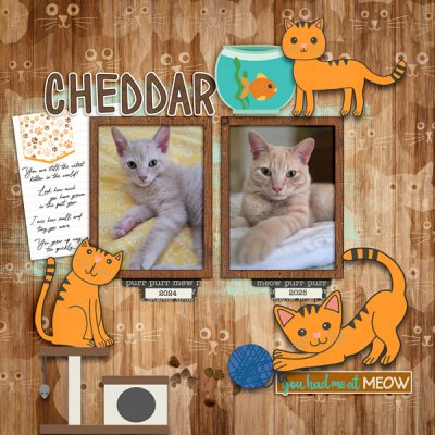 Cheddar 1 yr apart