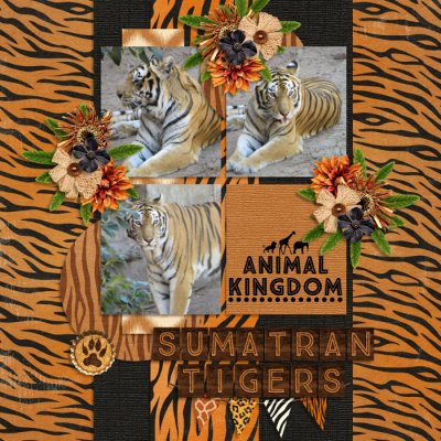 Sumatran Tigers