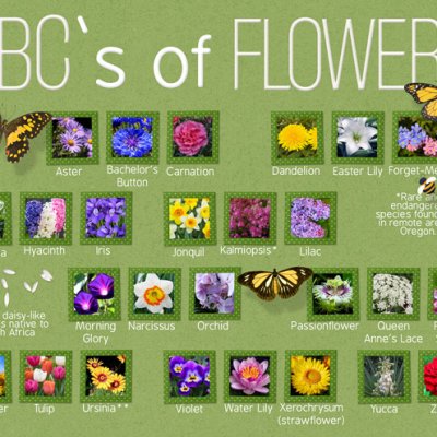 ABC's of Flowers