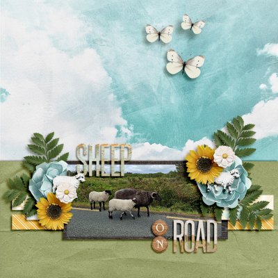 Sheep On Road