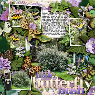 Little Butterfly Bush