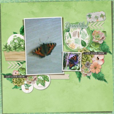 Beautiful butterfly
