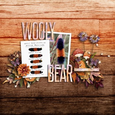 Wooly Bear