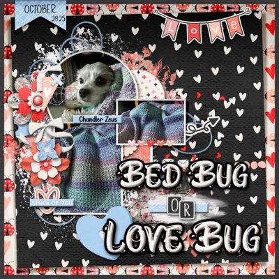 Bed Bug or Love Bug