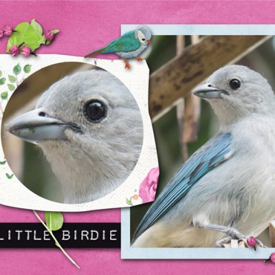 A Little Birdie