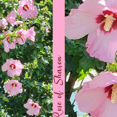 Rose of Sharon